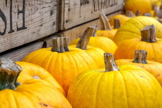 Bright Yellow Pumpkins Small Group on Wood Crate Texture Background Autumn Fall Decoration