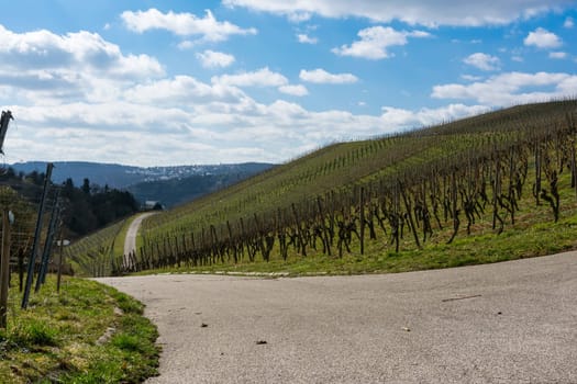 Vineyard Winter Landscape Empty Green Beautiful Blue Skies Warm Weather Spring Grass Preparing