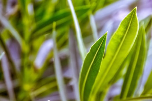 Bush Leaf Closeup Organic Depth Field Tip Edge Green