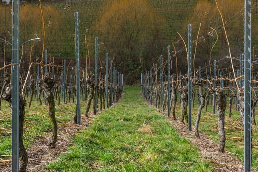 Vineyard Winter Landscape Empty Green Beautiful Blue Skies Warm Weather Spring Grass Preparing