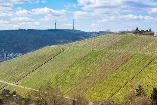Vineyard Winter Landscape Empty Green Beautiful Blue Skies Warm Weather Spring Grass Preparing
