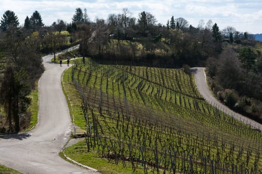 Vineyard Winter Landscape Empty Green Beautiful Blue Skies Warm Weather Spring Grass Preparing
