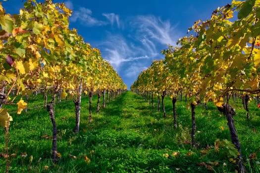 Vineyard Rows Wine Outdoors Daytime Changing Seasons Fall Autumn Leaves Colorful Farming Agriculture Warm Colors