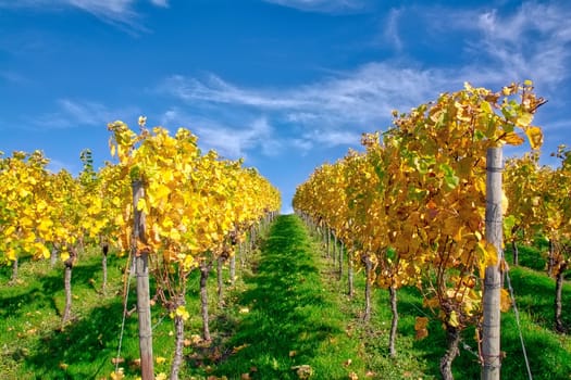 Vineyard Rows Wine Outdoors Daytime Changing Seasons Fall Autumn Leaves Colorful Farming Agriculture Warm Colors