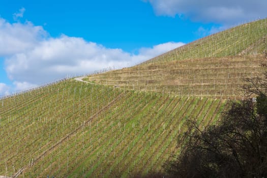 Vineyard Winter Landscape Empty Green Beautiful Blue Skies Warm Weather Spring Grass Preparing