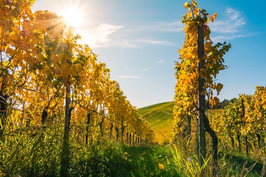 Vineyard Rows Wine Outdoors Daytime Changing Seasons Fall Autumn Leaves Colorful Farming Agriculture Warm Colors