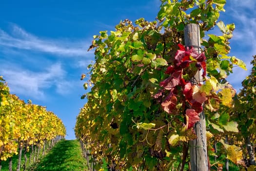 Vineyard Rows Wine Outdoors Daytime Changing Seasons Fall Autumn Leaves Colorful Farming Agriculture Warm Colors