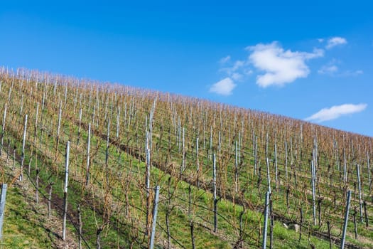 Vineyard Winter Landscape Empty Green Beautiful Blue Skies Warm Weather Spring Grass Preparing
