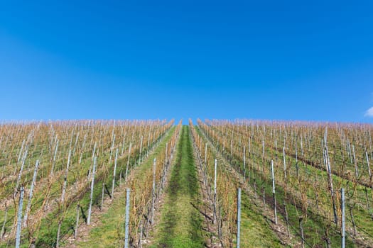 Vineyard Winter Landscape Empty Green Beautiful Blue Skies Warm Weather Spring Grass Preparing