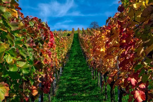 Vineyard Rows Wine Outdoors Daytime Changing Seasons Fall Autumn Leaves Colorful Farming Agriculture Warm Colors