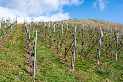 Vineyard Winter Landscape Empty Green Beautiful Blue Skies Warm Weather Spring Grass Preparing