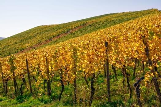 Vineyard Rows Wine Outdoors Daytime Changing Seasons Fall Autumn Leaves Colorful Farming Agriculture Warm Colors