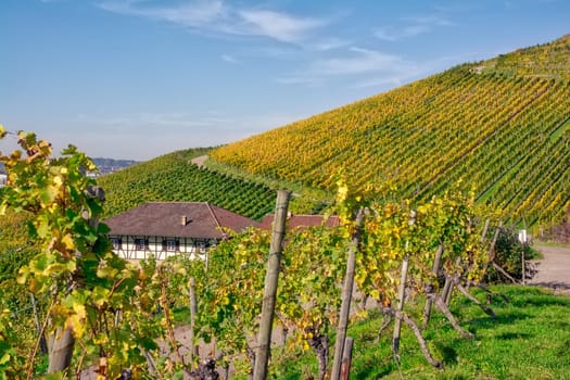Vineyard Rows Wine Outdoors Daytime Changing Seasons Fall Autumn Leaves Colorful Farming Agriculture Warm Colors