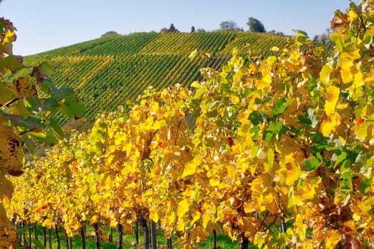 Vineyard Rows Wine Outdoors Daytime Changing Seasons Fall Autumn Leaves Colorful Farming Agriculture Warm Colors