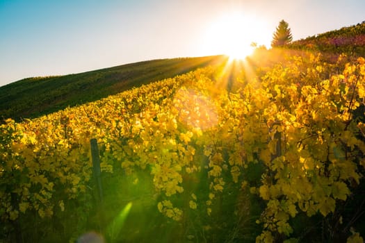 Vineyard Rows Wine Outdoors Daytime Changing Seasons Fall Autumn Leaves Colorful Farming Agriculture Warm Colors