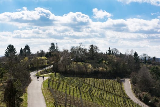 Vineyard Winter Landscape Empty Green Beautiful Blue Skies Warm Weather Spring Grass Preparing