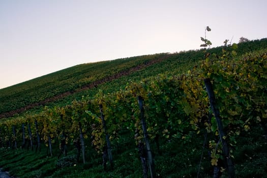 Vineyard Rows Wine Outdoors Daytime Changing Seasons Fall Autumn Leaves Colorful Farming Agriculture Warm Colors