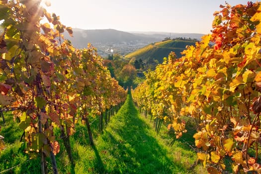 Vineyard Rows Wine Outdoors Daytime Changing Seasons Fall Autumn Leaves Colorful Farming Agriculture Warm Colors