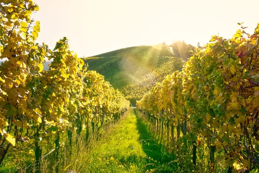 Vineyard Rows Wine Outdoors Daytime Changing Seasons Fall Autumn Leaves Colorful Farming Agriculture Warm Colors