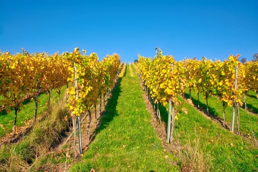 Vineyard Rows Wine Outdoors Daytime Changing Seasons Fall Autumn Leaves Colorful Farming Agriculture Warm Colors