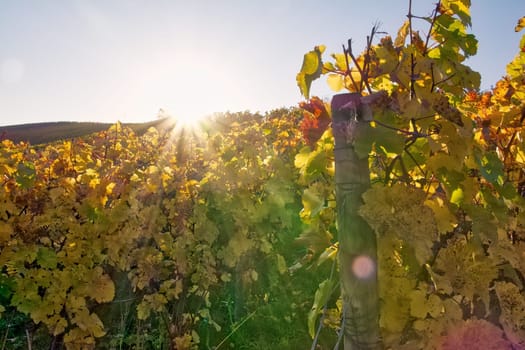Vineyard Rows Wine Outdoors Daytime Changing Seasons Fall Autumn Leaves Colorful Farming Agriculture Warm Colors