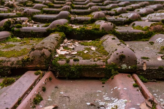 Clay Roof Shingles European German Moss Dirty Old Shed Top Closeup