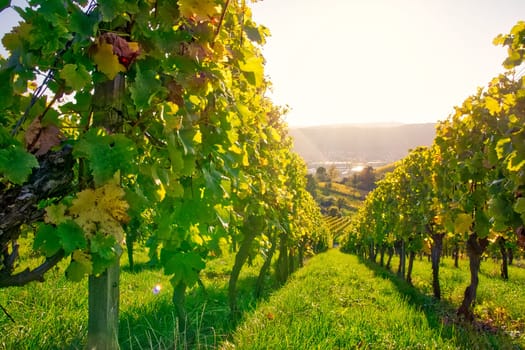 Vineyard Rows Wine Outdoors Daytime Changing Seasons Fall Autumn Leaves Colorful Farming Agriculture Warm Colors Green