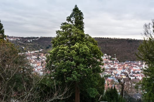 Dramatic Tree City Overcast Landscape Stuttgart Blauer Weg View Kessel Bright Leaves Sunset