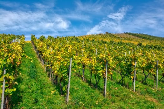 Vineyard Rows Wine Outdoors Daytime Changing Seasons Fall Autumn Leaves Colorful Farming Agriculture Warm Colors Green