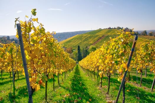 Vineyard Rows Wine Outdoors Daytime Changing Seasons Fall Autumn Leaves Colorful Farming Agriculture Warm Colors