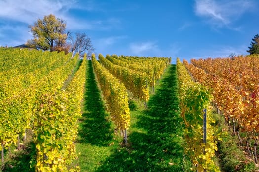 Vineyard Rows Wine Outdoors Daytime Changing Seasons Fall Autumn Leaves Colorful Farming Agriculture Warm Colors