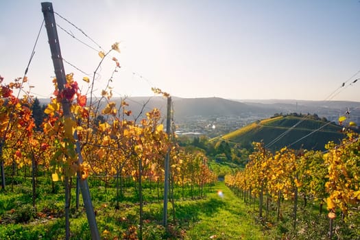 Vineyard Rows Wine Outdoors Daytime Changing Seasons Fall Autumn Leaves Colorful Farming Agriculture Warm Colors