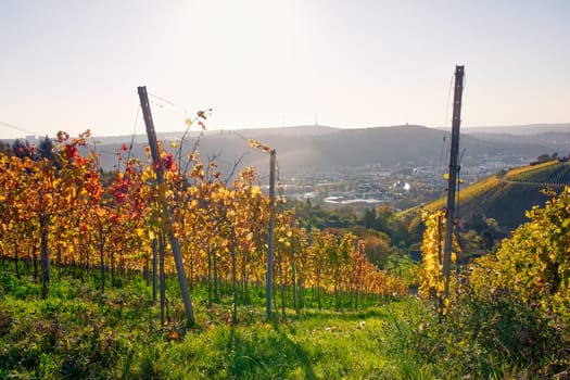 Vineyard Rows Wine Outdoors Daytime Changing Seasons Fall Autumn Leaves Colorful Farming Agriculture Warm Colors