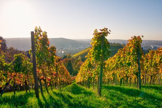 Vineyard Rows Wine Outdoors Daytime Changing Seasons Fall Autumn Leaves Colorful Farming Agriculture Warm Colors