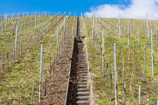Vineyard Winter Landscape Empty Green Beautiful Blue Skies Warm Weather Spring Grass Preparing