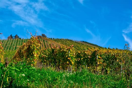 Vineyard Rows Wine Outdoors Daytime Changing Seasons Fall Autumn Leaves Colorful Farming Agriculture Warm Colors