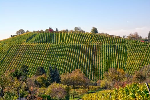 Vineyard Rows Wine Outdoors Daytime Changing Seasons Fall Autumn Leaves Colorful Farming Agriculture Warm Colors
