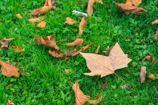 Vibrant Green Grass Under Fall Maple Leaves Ground Autumn Season Color Changing Detail