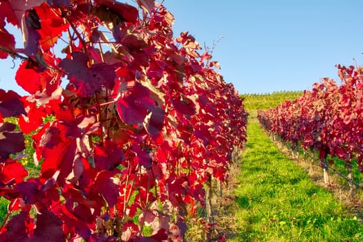 Vineyard Rows Wine Outdoors Daytime Changing Seasons Fall Autumn Leaves Colorful Farming Agriculture Warm Colors Bright Red
