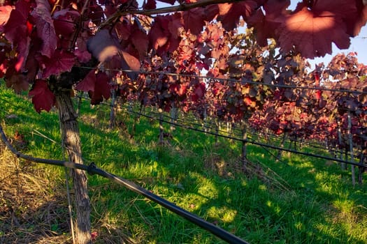 Vineyard Rows Wine Outdoors Daytime Changing Seasons Fall Autumn Leaves Colorful Farming Agriculture Warm Colors Bright Red