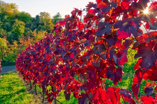 Vineyard Rows Wine Outdoors Daytime Changing Seasons Fall Autumn Leaves Colorful Farming Agriculture Warm Colors Bright Red