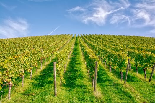 Vineyard Rows Wine Outdoors Daytime Changing Seasons Fall Autumn Leaves Colorful Farming Agriculture Warm Colors Green