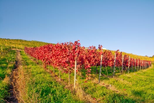 Vineyard Rows Wine Outdoors Daytime Changing Seasons Fall Autumn Leaves Colorful Farming Agriculture Warm Colors Bright Red