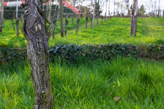 Vineyard Post Closeup Texture Branch Rough Wooden Leaves Green Grass Empty Autumn Grass
