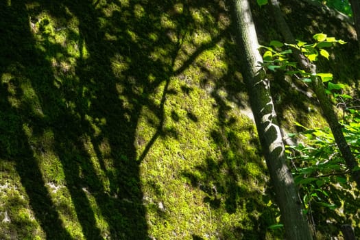 Tree with Sunlight on Mossy Wall Background Closeup Natural Green Texture