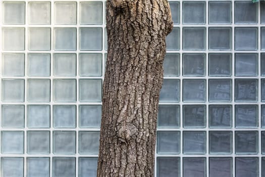 Tree Abstract Glass Texture Background Division Cubes Architecture Park Detail Bark Real Photograph