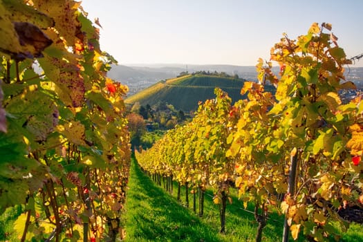 Vineyard Rows Wine Outdoors Daytime Changing Seasons Fall Autumn Leaves Colorful Farming Agriculture Warm Colors