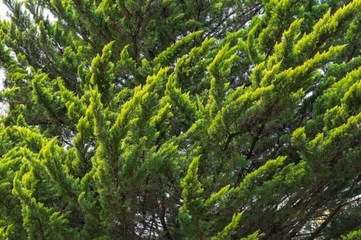 Dense Coniferous Tree Branches Green Yellow Tips Outdoors Park