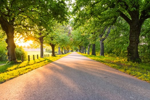 Sunset over Tree Covered Asphalt Path Woods Germany