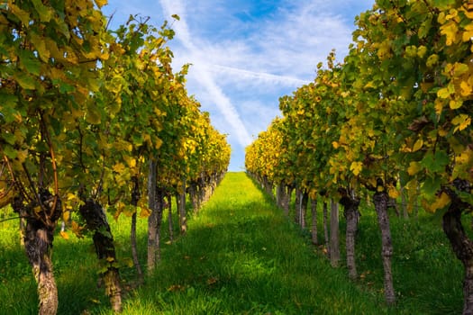 Daytime Blue Sky Vineyard Rows Parallel Geometric Perspective Nature Outdoors Winery